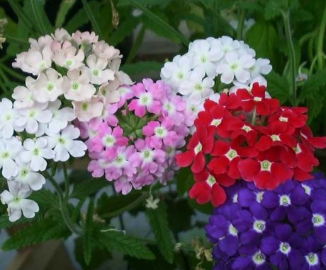 Types and varieties of flowers