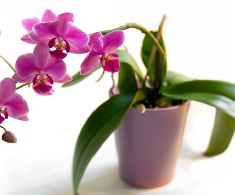Orhidee - caracteristici și cele mai bune soiuri