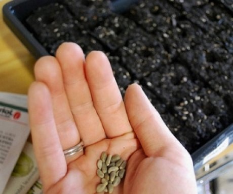 Seed preparation, correct timing of planting seeds