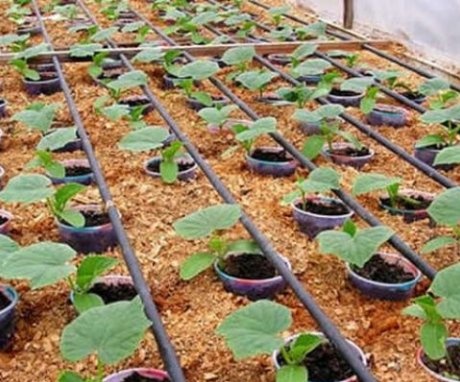 Advantages of automatic irrigation system for greenhouses