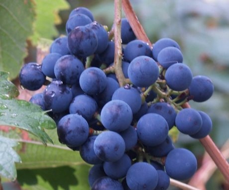 The appearance of the grapes and features