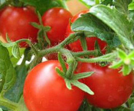 General information about tomatoes