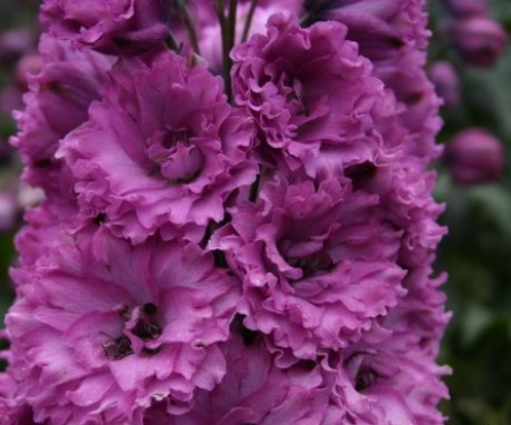 Features of the New Zealand delphinium