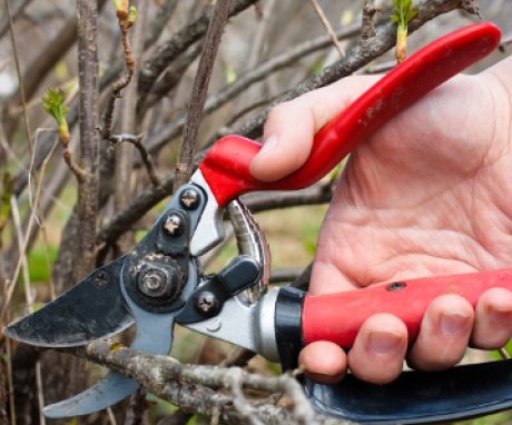 Spring currant pruning