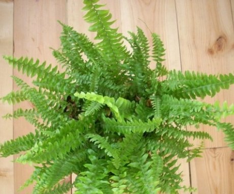 Creating conditions for fern growth at home