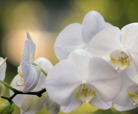 Orchidea gondozása virágzás alatt
