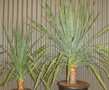 Dates of reproduction, planting and transplanting Dracaena