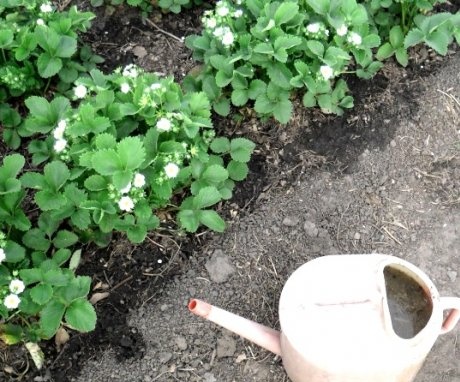 Cum și când să efectuați hrănirea de primăvară a căpșunilor