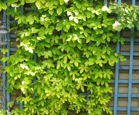 Climbing plants - what are they?
