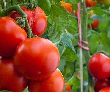 ملامح زراعة الطماطم في دفيئة