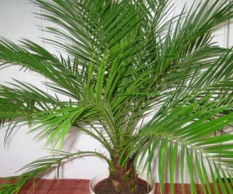 Description of the plant