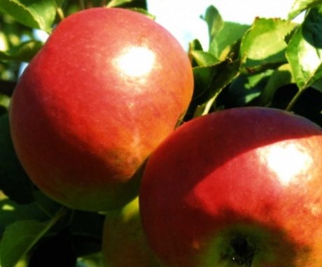 Description of the apple-tree variety "Zhigulevskoe"