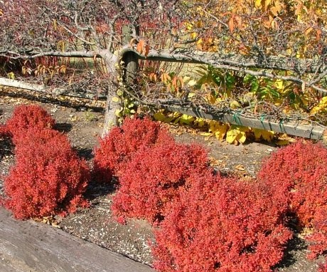 Barberry Golden Ruby