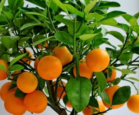 Descrierea arborelui de mandarină