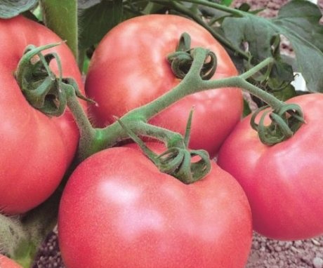 Karakteristična obilježja rajčice
