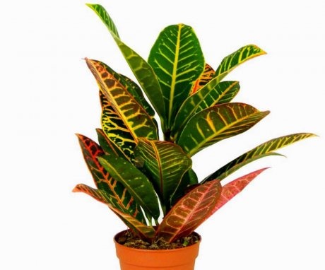 Features of the structure of a houseplant