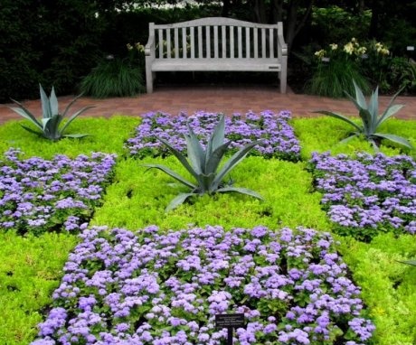 The use of Mexican ageratum in the design of flower beds and flower beds