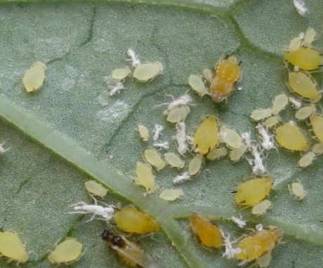 Vegetable pests and the fight against them
