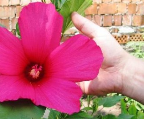 Opće informacije o biljnom hibiskusu