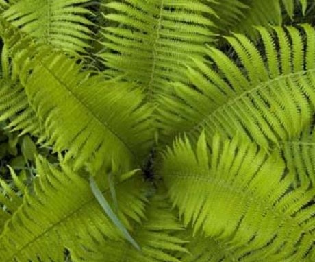 Variety of ferns in nature