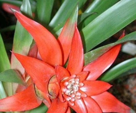 Feature of bromeliads
