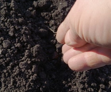 زرع بذور البصل في التربة