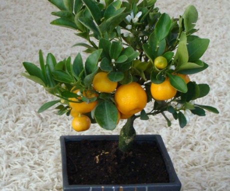 How to pinch and trim a mandarin?