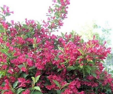 Features of early weigela care