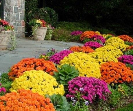 Flori pentru paturi de flori în țară