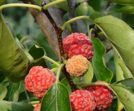 Features of the structure of the strawberry tree