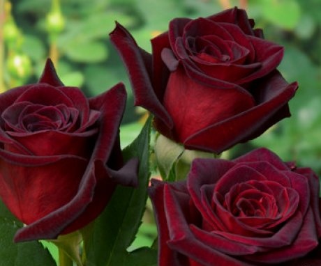Popularne sorte vrtnih ruža