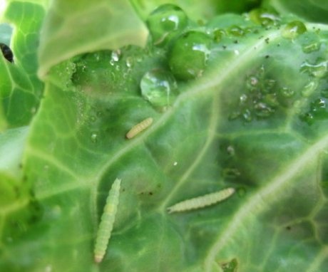 Nemoci a škůdci brokolice