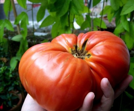 Najproduktivnije i nove sorte krupnoplodne rajčice