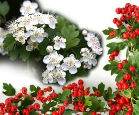 basic information about hawthorn