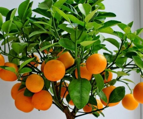 Description of indoor tangerine