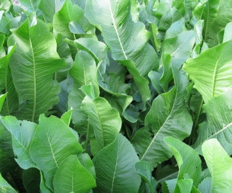 Composition and properties of horseradish leaves