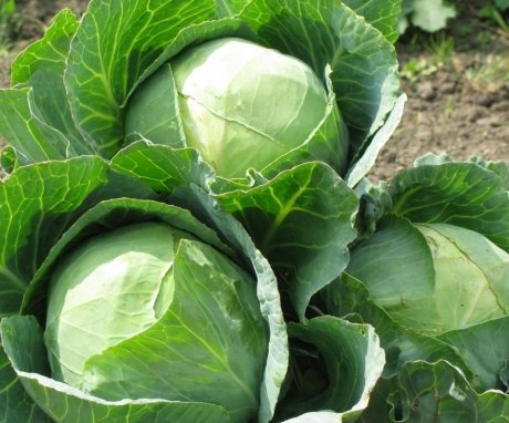 Description of the Nozomi cabbage variety