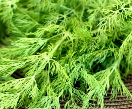 Dill varieties for growing