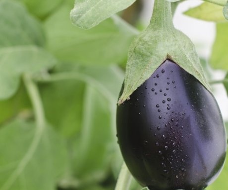Eggplant care in the greenhouse