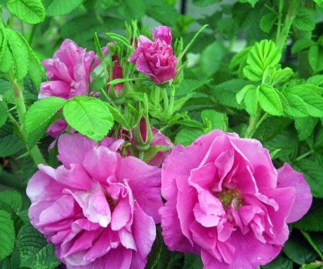 Rózsa termesztési módszerek