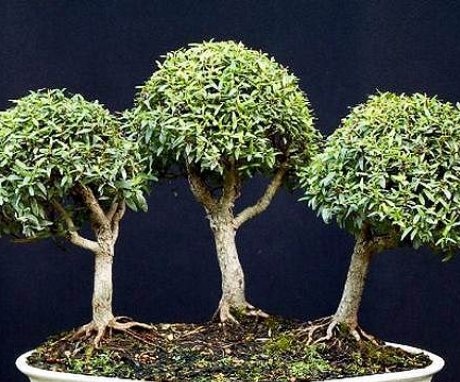 A bonsai mirtusz leírása