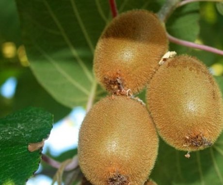 Conditions for growing Chinese Actinidia