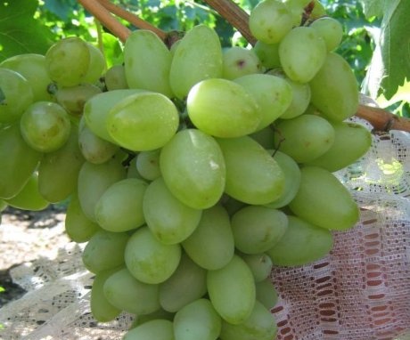 A Bazhena szőlőfajta jellemzői