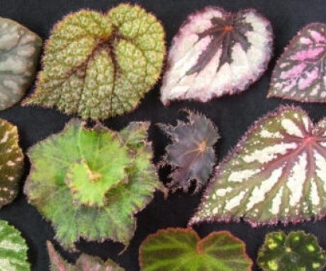 Types of begonias
