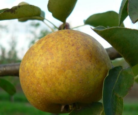 General information about the pear