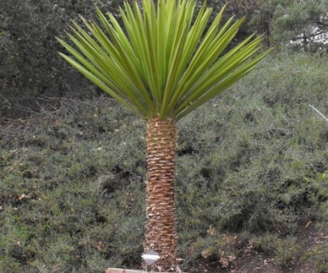 What is yucca and where did it come from