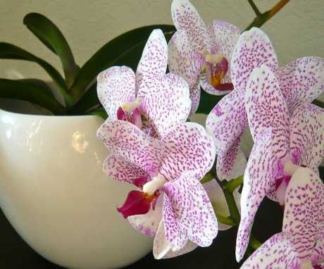 Az orchideák szerkezetének jellemzői