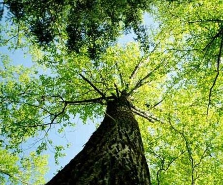 Popis stromu