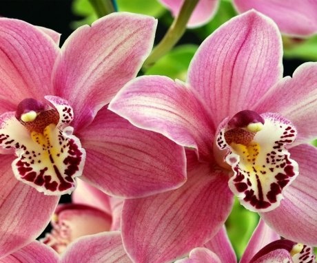 Historie orchidejí