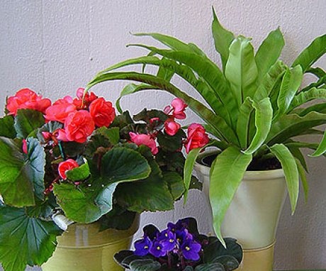 Features of short-day plants